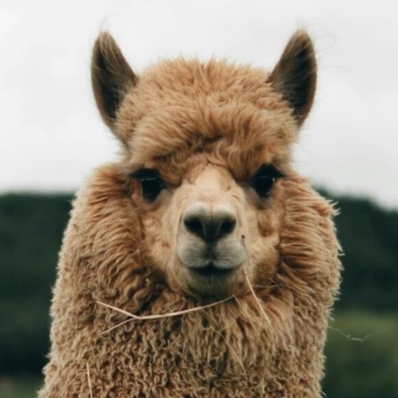 Extra Thick Cozy Alpaca Thermal Wool Crew Socks Children/Toddlers - One Pack - Picture 3 of 3